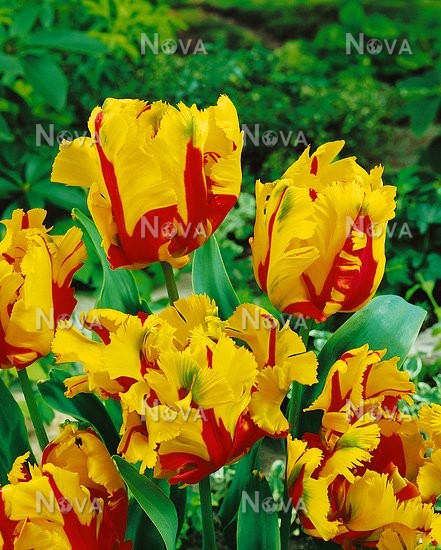 Тюльпан попугайный Тексэс Флэйм